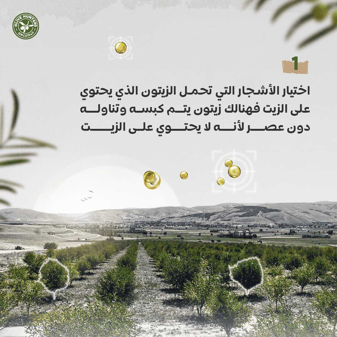 مراحل عصر زيت الزيتون 1