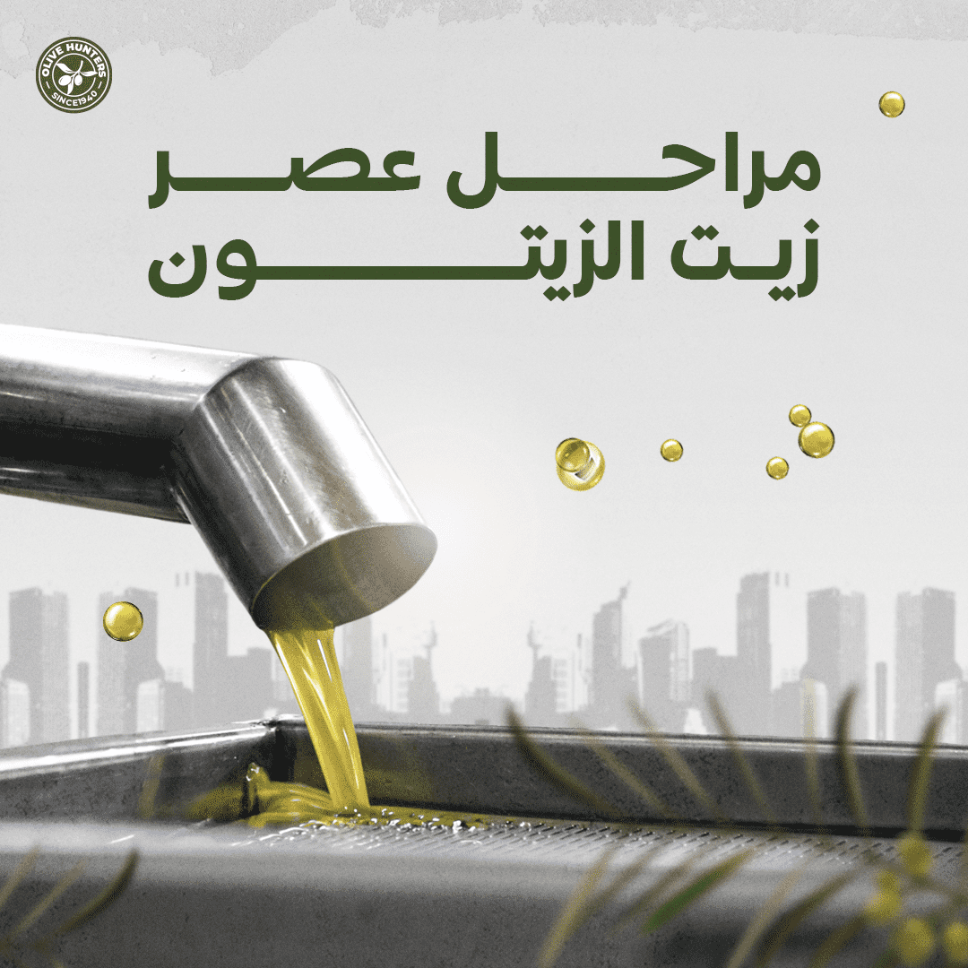 مراحل عصر زيت الزيتون 10