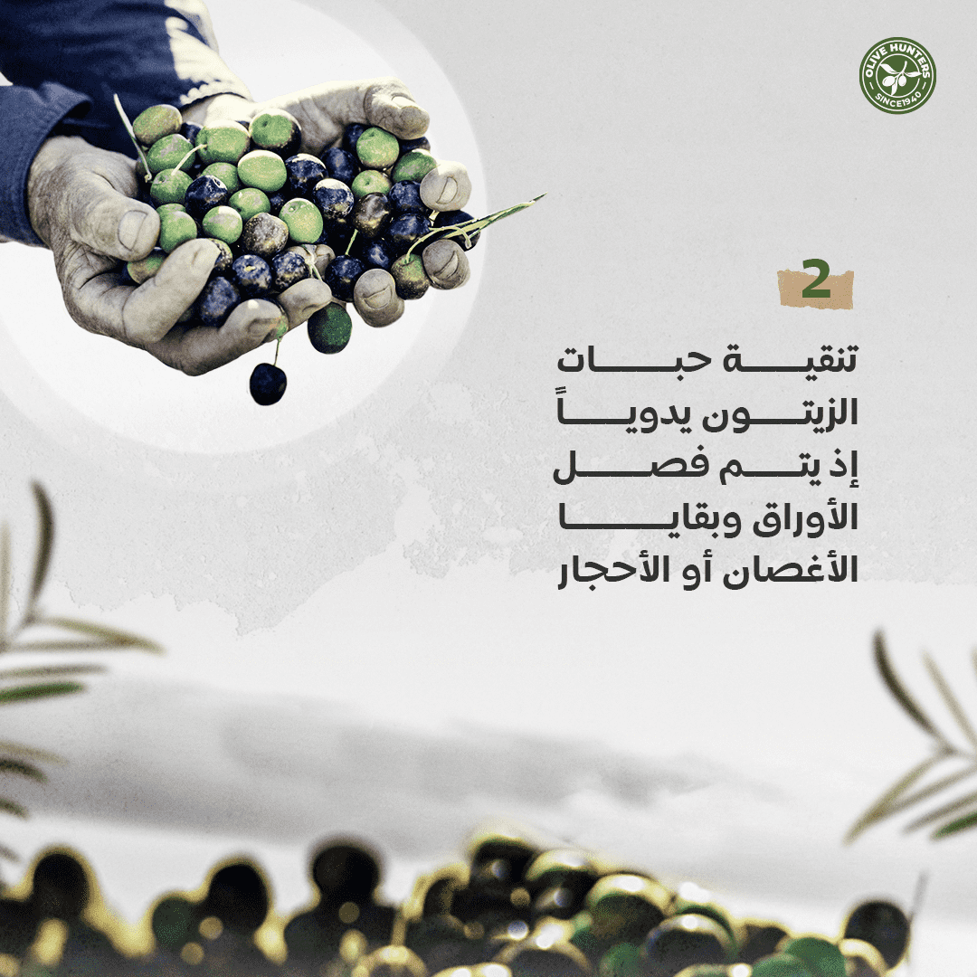 مراحل عصر زيت الزيتون 3