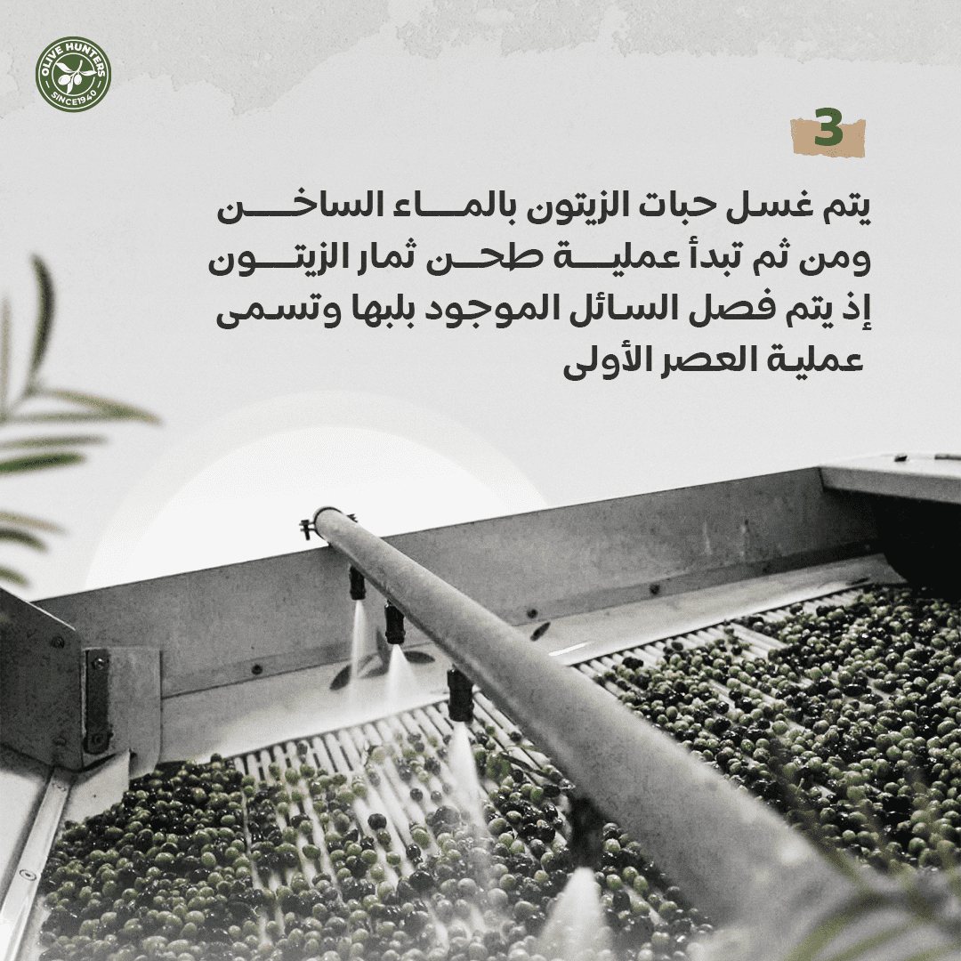مراحل عصر زيت الزيتون 5