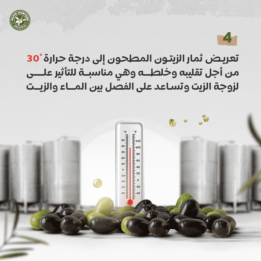 مراحل عصر زيت الزيتون 7